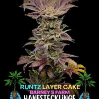 Runtz x Layer Cake